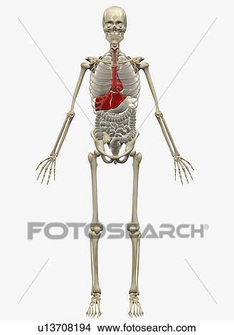 Digitally generated image of standing human skeleton View Large Photo Image Picture - Digitally generated image of standing human skeleton. Fotosearch