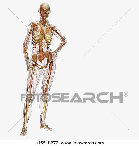 Stock Image - Digitally generated image of standing male likeness. Fotosearch