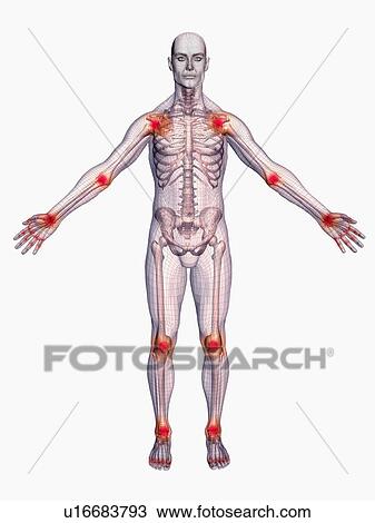 Digitally generated male figure showing body parts View Large Photo Image Stock Image - Digitally generated male figure showing body parts. Fotosearch