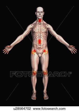 Digitally generated male figure showing body parts View Large Photo Image Stock Image - Digitally generated male figure showing body parts. Fotosearch