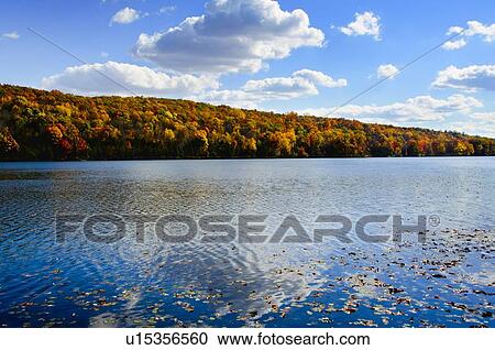 Fallen leaves floating on water View Large Photo Image Stock Image - Fallen leaves floating on water. Fotosearch