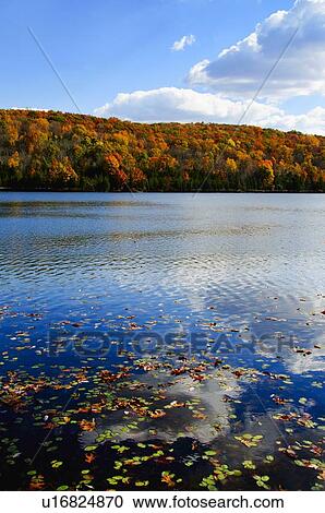Stock Image - Fallen leaves floating on water. Fotosearch