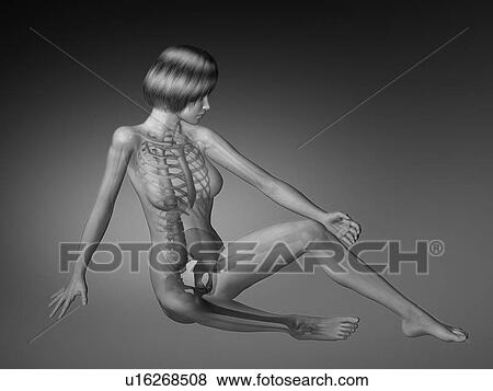 Stock Photo - Female figure with skeleton and body parts visible . Fotosearch