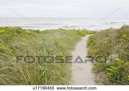 Footpath leading to beach View Large Photo Image Stock Photography - Footpath leading to beach. Fotosearch