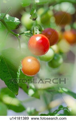 Stock Photo - Fresh cherry tomatoes on vine. Fotosearch