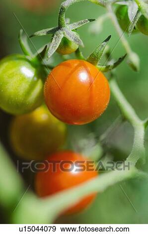 Stock Photo - Fresh cherry tomatoes on vine. Fotosearch