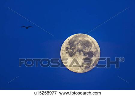 Full moon with silhouette of bird View Large Photo Image Stock Photo - Full moon with silhouette of bird. Fotosearch
