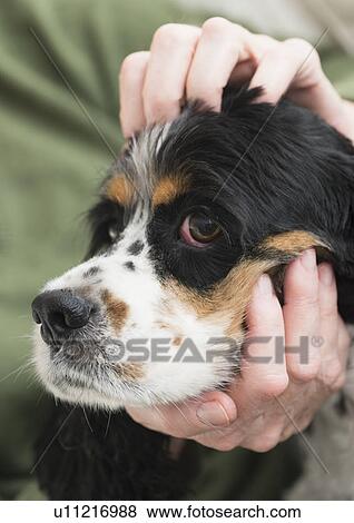Stock Photo - Hands stroking dog. Fotosearch