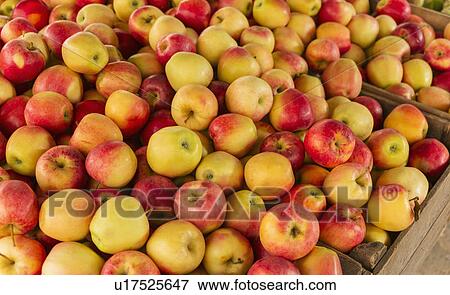 Stock Photo - Heap of apples. Fotosearch