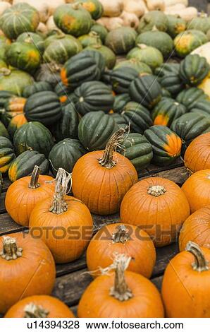 Heap of pumpkins View Large Photo Image Stock Photo - Heap of pumpkins. Fotosearch