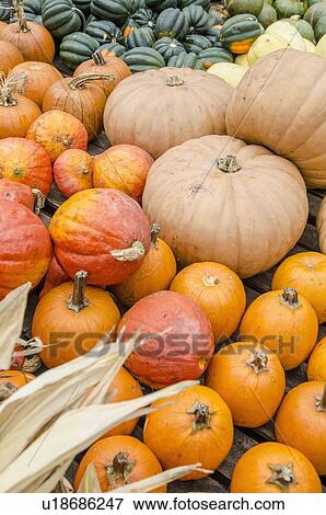 Stock Photo - Heap of pumpkins. Fotosearch