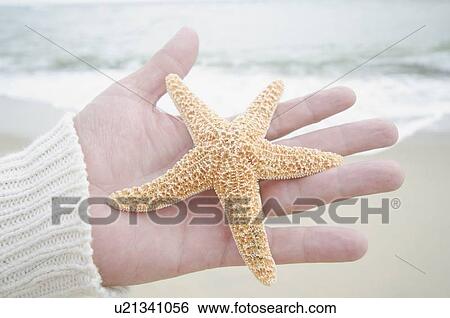 Stock Photograph - Human hand holding starfish. Fotosearch