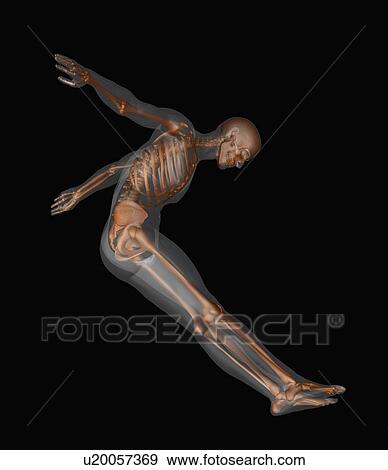 Human skeleton jumping mid-air View Large Photo Image Stock Photo - Human skeleton jumping mid-air. Fotosearch