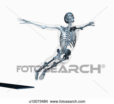 Human skeleton jumping off trampoline on white background View Large Photo Image Picture - Human skeleton jumping off trampoline on white background. Fotosearch