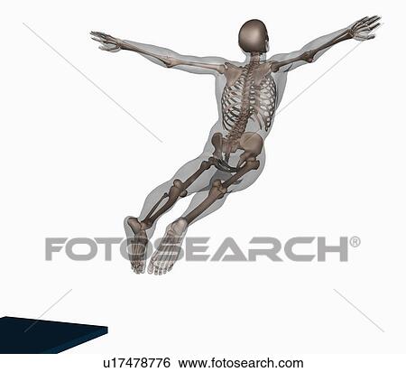 Human skeleton jumping off trampoline on white background View Large Photo Image Stock Photograph - Human skeleton jumping off trampoline on white background. Fotosearch