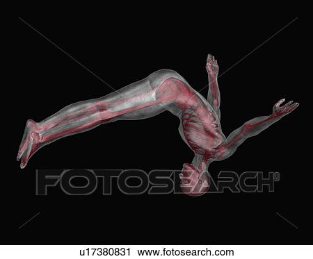Stock Image - Human skeleton jumping upside down. Fotosearch