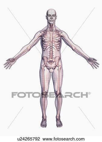 Human skeleton on white background View Large Photo Image Stock Image - Human skeleton on white background. Fotosearch
