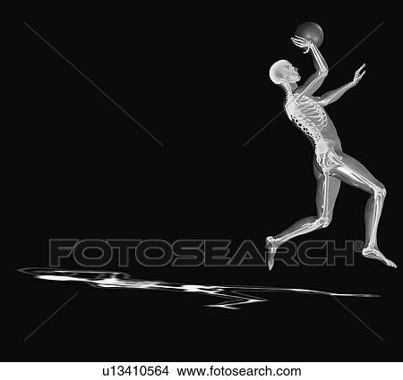 Human skeleton playing basketball View Large Photo Image Picture - Human skeleton playing basketball. Fotosearch