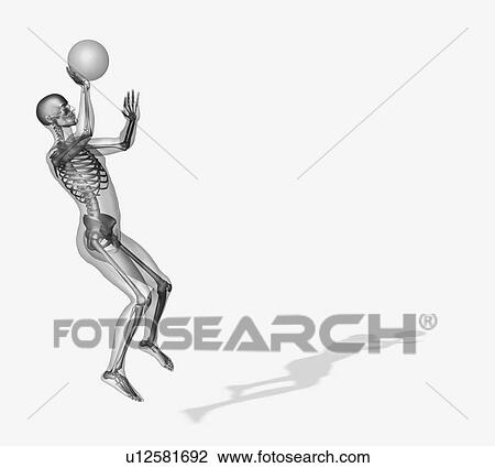 Human skeleton playing basketball View Large Photo Image Stock Image - Human skeleton playing basketball. Fotosearch
