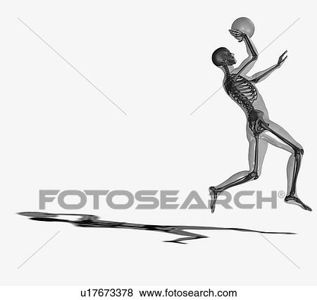 Stock Photo - Human skeleton playing basketball. Fotosearch