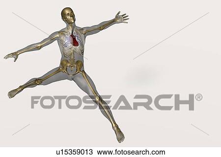 Human skeleton stretching View Large Photo Image Stock Image - Human skeleton stretching. Fotosearch