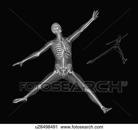 Human skeleton stretching View Large Photo Image Stock Image - Human skeleton stretching. Fotosearch