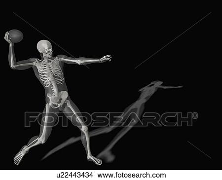 Human skeleton throwing ball View Large Photo Image Picture - Human skeleton throwing ball. Fotosearch