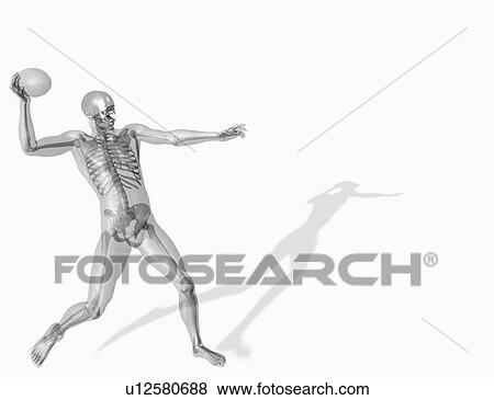 Stock Photo - Human skeleton throwing ball. Fotosearch