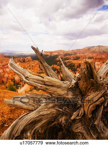 Landscape with root View Large Photo Image Stock Photo - Landscape with root. Fotosearch
