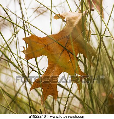 Leaf tangled in grass View Large Photo Image Picture - Leaf tangled in grass. Fotosearch