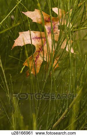 Leaf tangled in grass View Large Photo Image Stock Image - Leaf tangled in grass. Fotosearch
