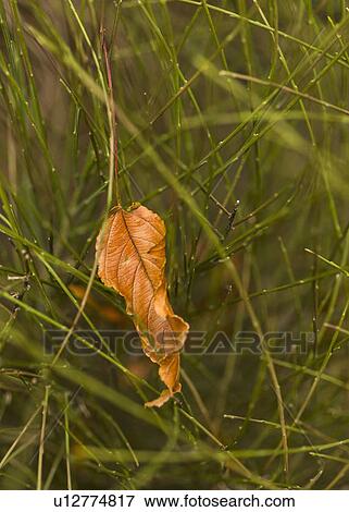 Stock Photo - Leaf tangled in grass. Fotosearch