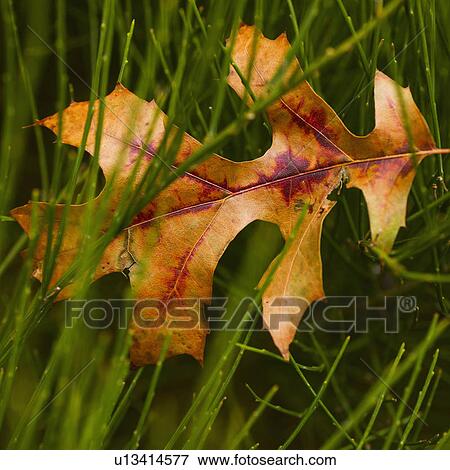 Leaf tangled in grass View Large Photo Image Stock Photo - Leaf tangled in grass. Fotosearch