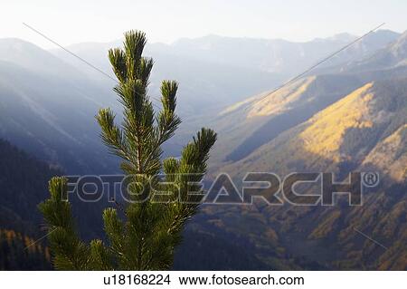 Picture - Mountain landscape with pine tree in foreground. Fotosearch