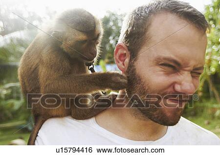 Portrait of adult man with macaque monkey sitting on his shoulder View Large Photo Image Stock Photograph - Portrait of adult man with macaque monkey sitting on his shoulder. Fotosearch