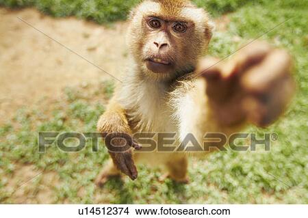 Picture - Portrait of macaque monkey. Fotosearch