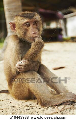 Portrait of macaque monkey View Large Photo Image Stock Photo - Portrait of macaque monkey. Fotosearch