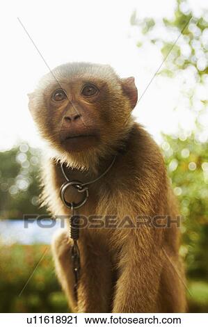Stock Image - Portrait of young macaque monkey. Fotosearch