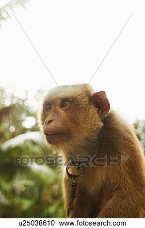 Stock Image - Portrait of young macaque monkey. Fotosearch