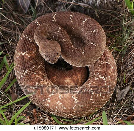 Rattlesnake coiled in grass View Large Photo Image Stock Image - Rattlesnake coiled in grass. Fotosearch