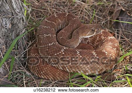 Rattlesnake coiled in grass View Large Photo Image Stock Image - Rattlesnake coiled in grass. Fotosearch