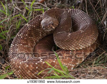 Stock Image - Rattlesnake coiled in grass. Fotosearch