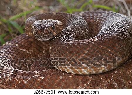Stock Image - Rattlesnake coiled in grass. Fotosearch