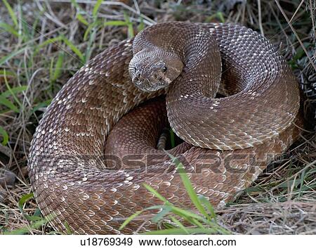 Rattlesnake coiled in grass View Large Photo Image Stock Photo - Rattlesnake coiled in grass. Fotosearch