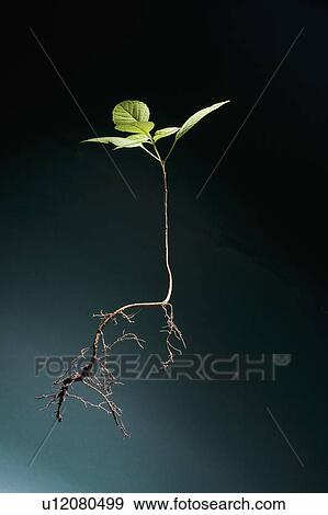 Seedling of plant View Large Photo Image Stock Photo - Seedling of plant. Fotosearch
