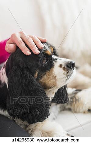 Stock Image - Senior woman stroking her dog. Fotosearch