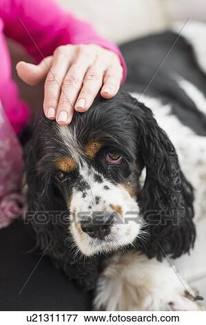 Stock Photo - Senior woman stroking her dog. Fotosearch