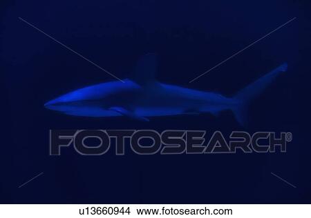 Side view of swimming shark View Large Photo Image Picture - Side view of swimming shark. Fotosearch
