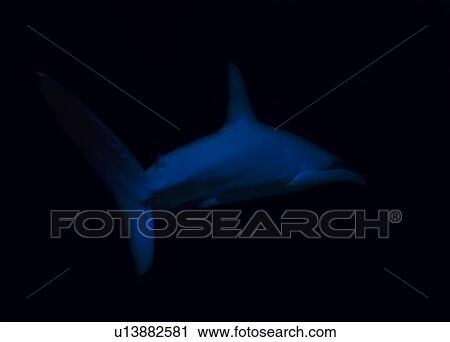 Side view of swimming shark View Large Photo Image Stock Image - Side view of swimming shark. Fotosearch