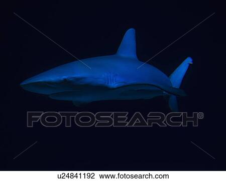 Stock Image - Side view of swimming shark. Fotosearch